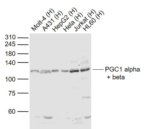 Anti-PGC1 alpha/beta Polyclonal Antibody