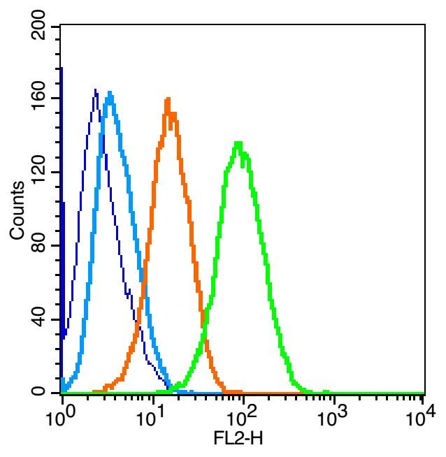 Anti-PERK Polyclonal Antibody