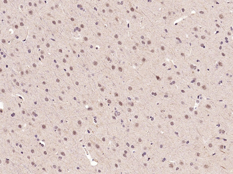 Anti-Phospho-FOXO3a (Ser253) Polyclonal Antibody