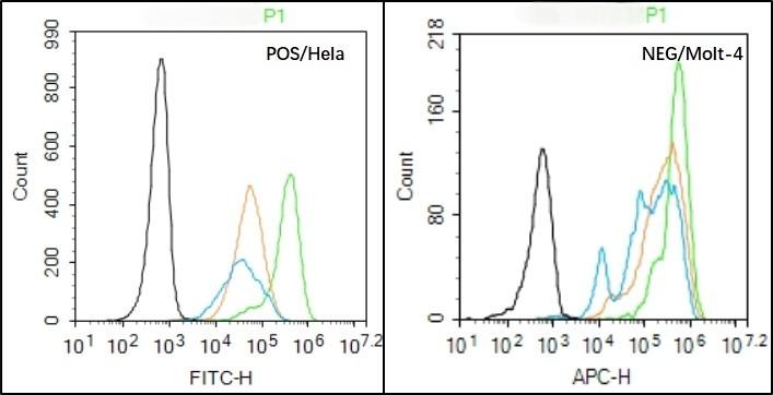Anti-Phospho-FOXO1 (Ser256) Polyclonal Antibody