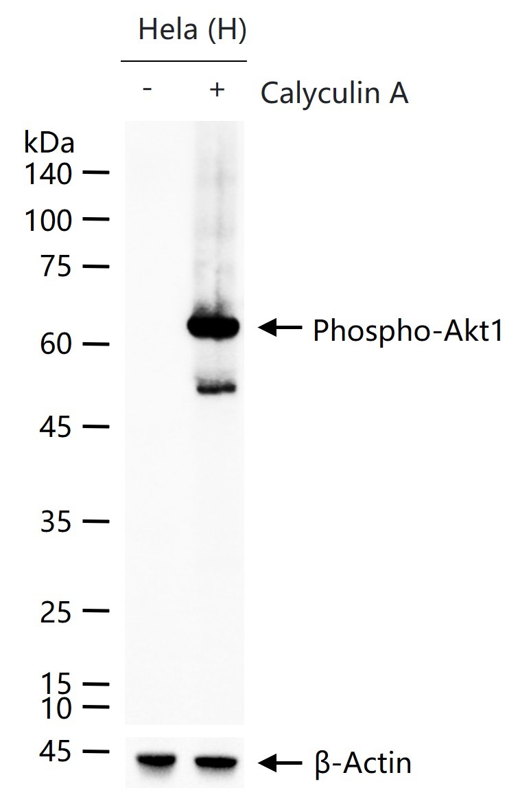 Anti-Phospho-AKT (Ser473) Polyclonal Antibody