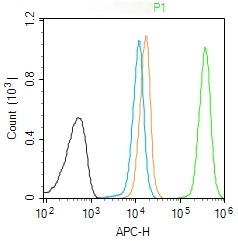 Anti-PGC1 alpha/beta Polyclonal Antibody