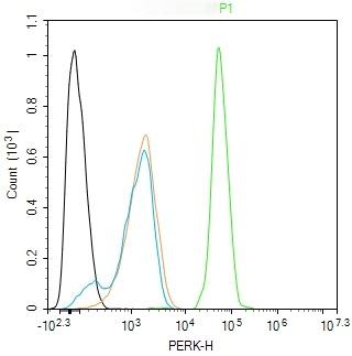 Anti-PERK Polyclonal Antibody