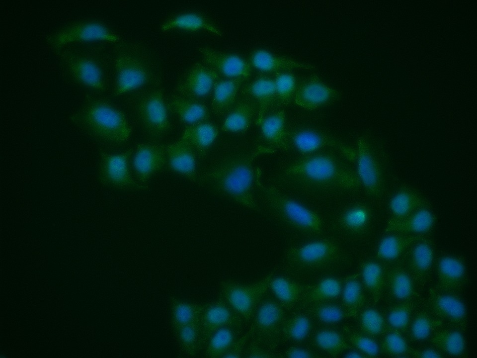 Anti-Phospho-ERK5 (Ser496) Polyclonal Antibody
