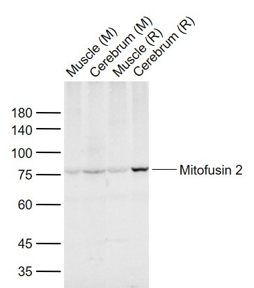 Anti-MFN2 Polyclonal Antibody