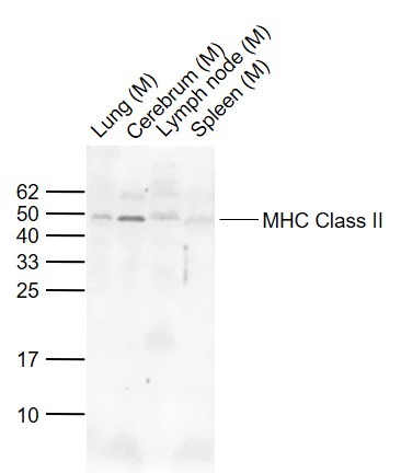 Anti-MHC Class II Polyclonal Antibody 2