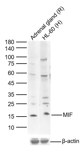 Anti-MIF Polyclonal Antibody