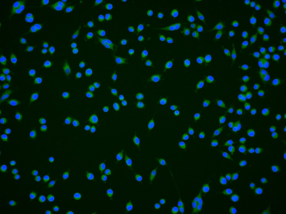 Anti-LC3A Antibody (4U976)