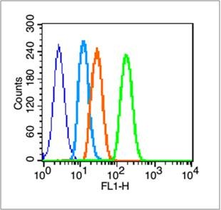 Anti-MICA Polyclonal Antibody