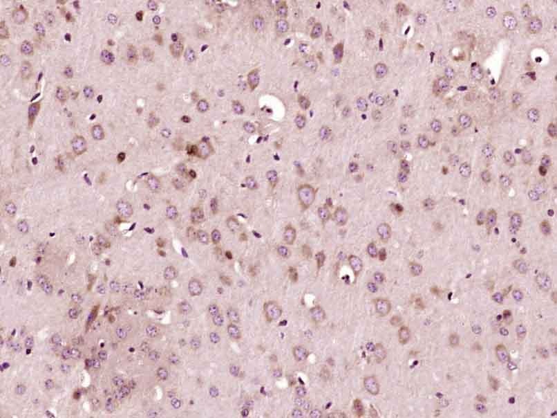 Anti-MFN2 Polyclonal Antibody