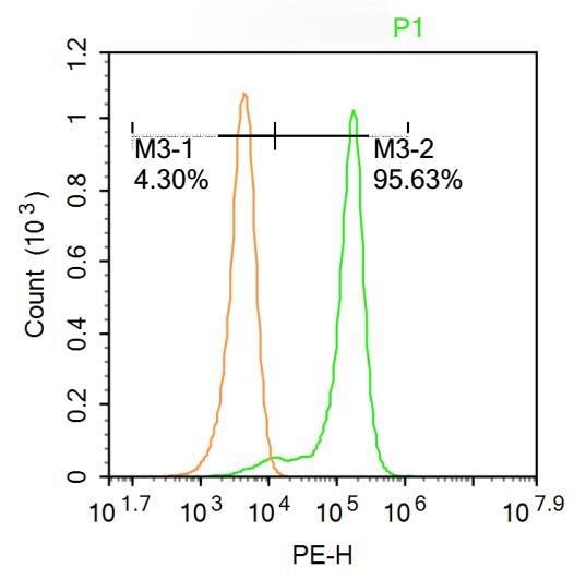 Anti-MFSD2A Polyclonal Antibody