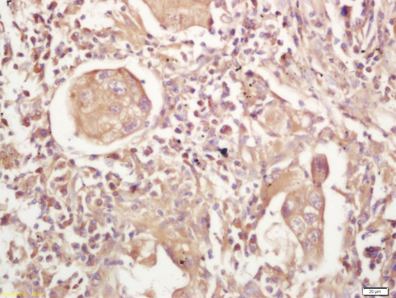 Anti-MHC Class II Polyclonal Antibody 2