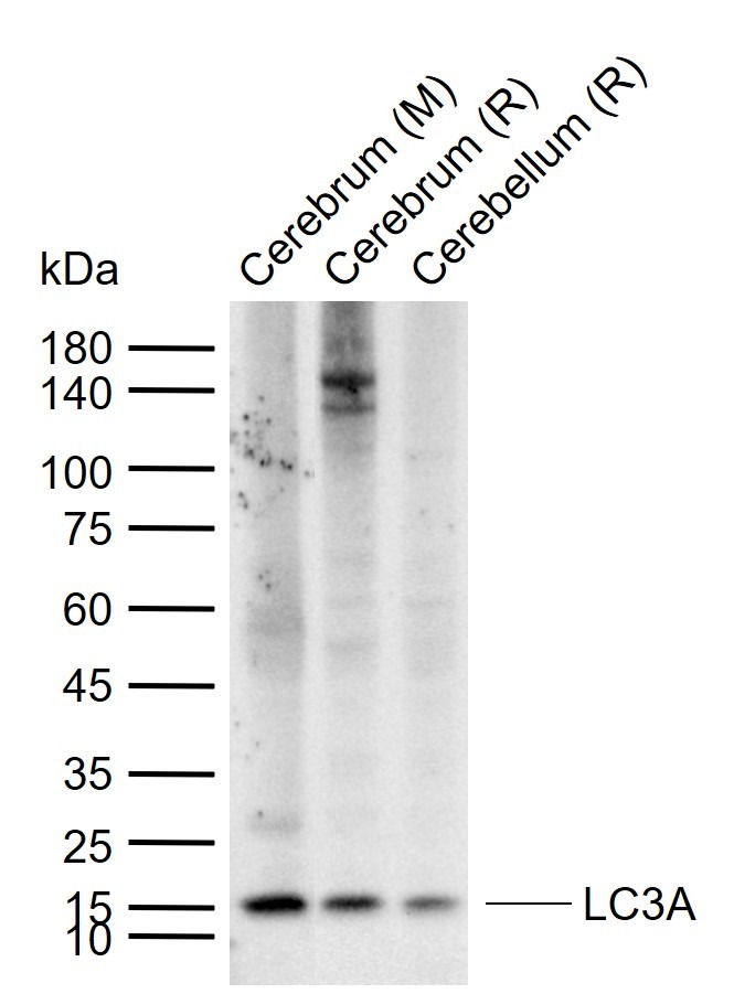 Anti-LC3A Antibody (4U976)