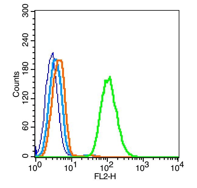 Anti-Lipoprotein lipase Polyclonal Antibody 2
