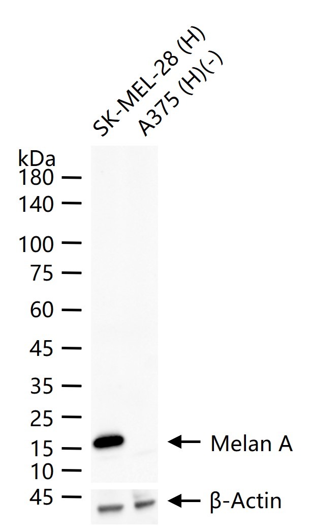 Anti-MLANA Polyclonal Antibody
