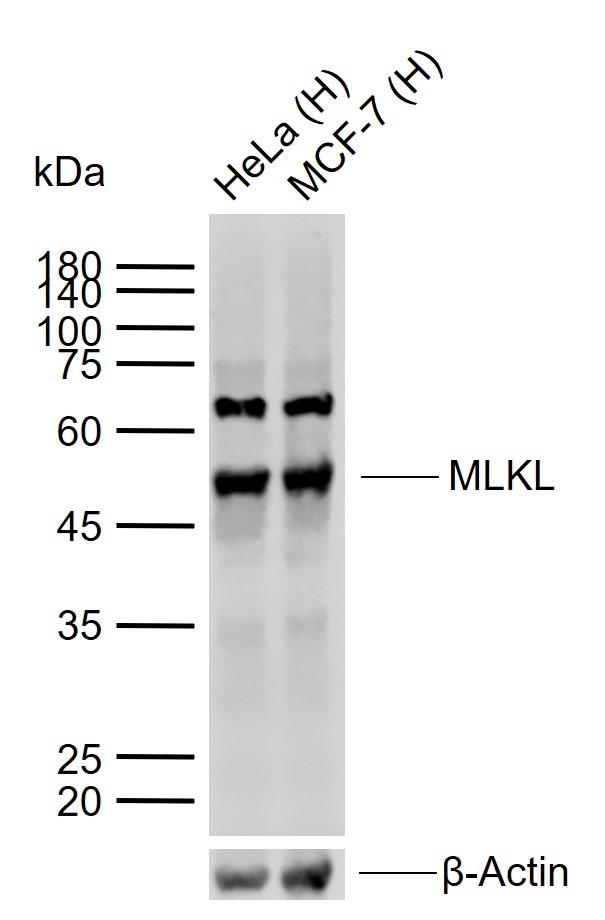 Anti-MLKL Polyclonal Antibody