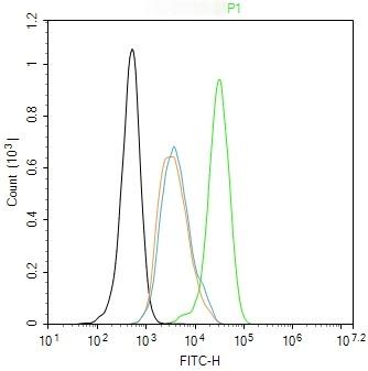 Anti-LIMK1 Polyclonal Antibody