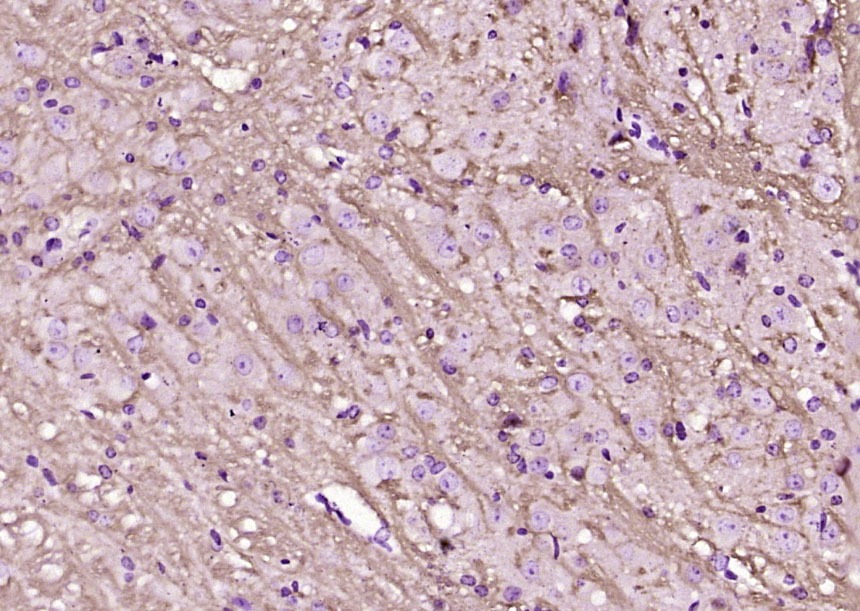 Anti-LINGO1 Polyclonal Antibody