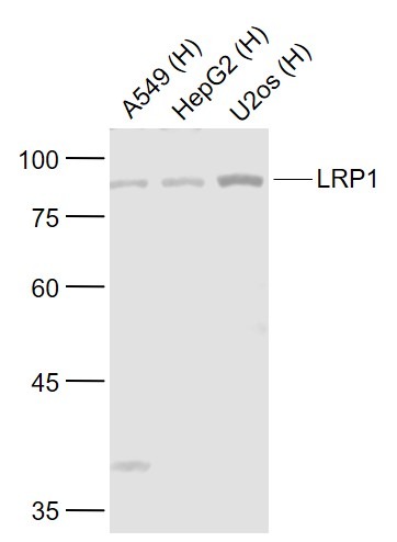 Anti-LRP1 Polyclonal Antibody