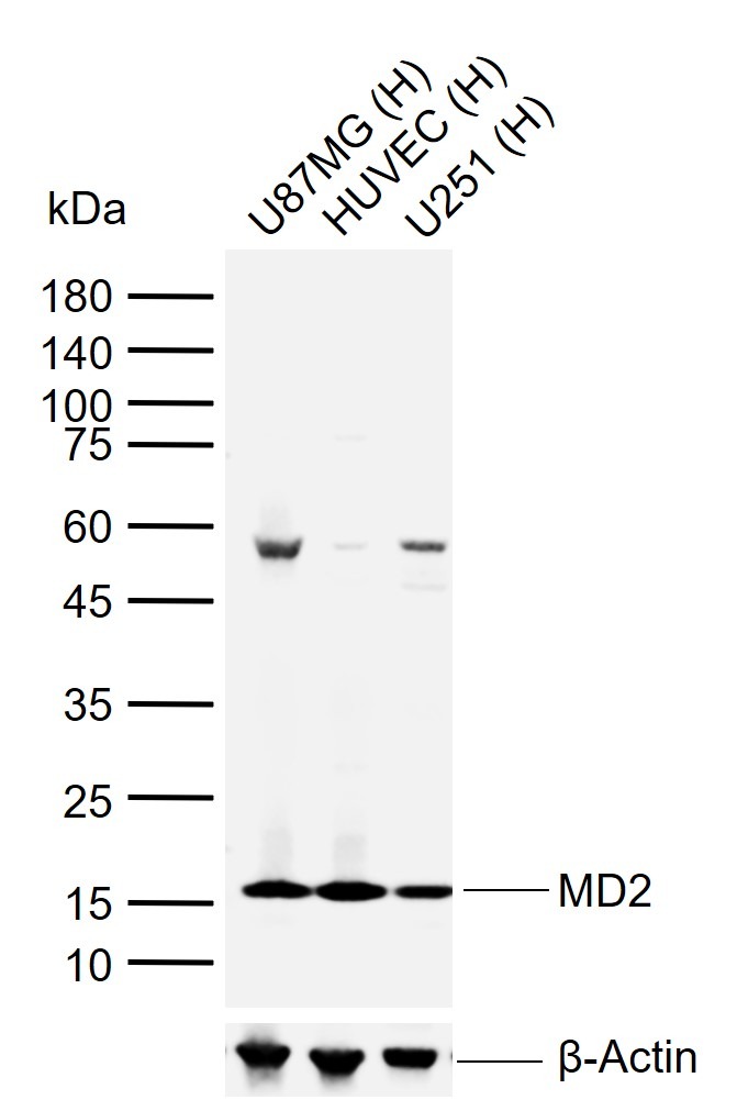 Anti-MD2/LY96 Polyclonal Antibody