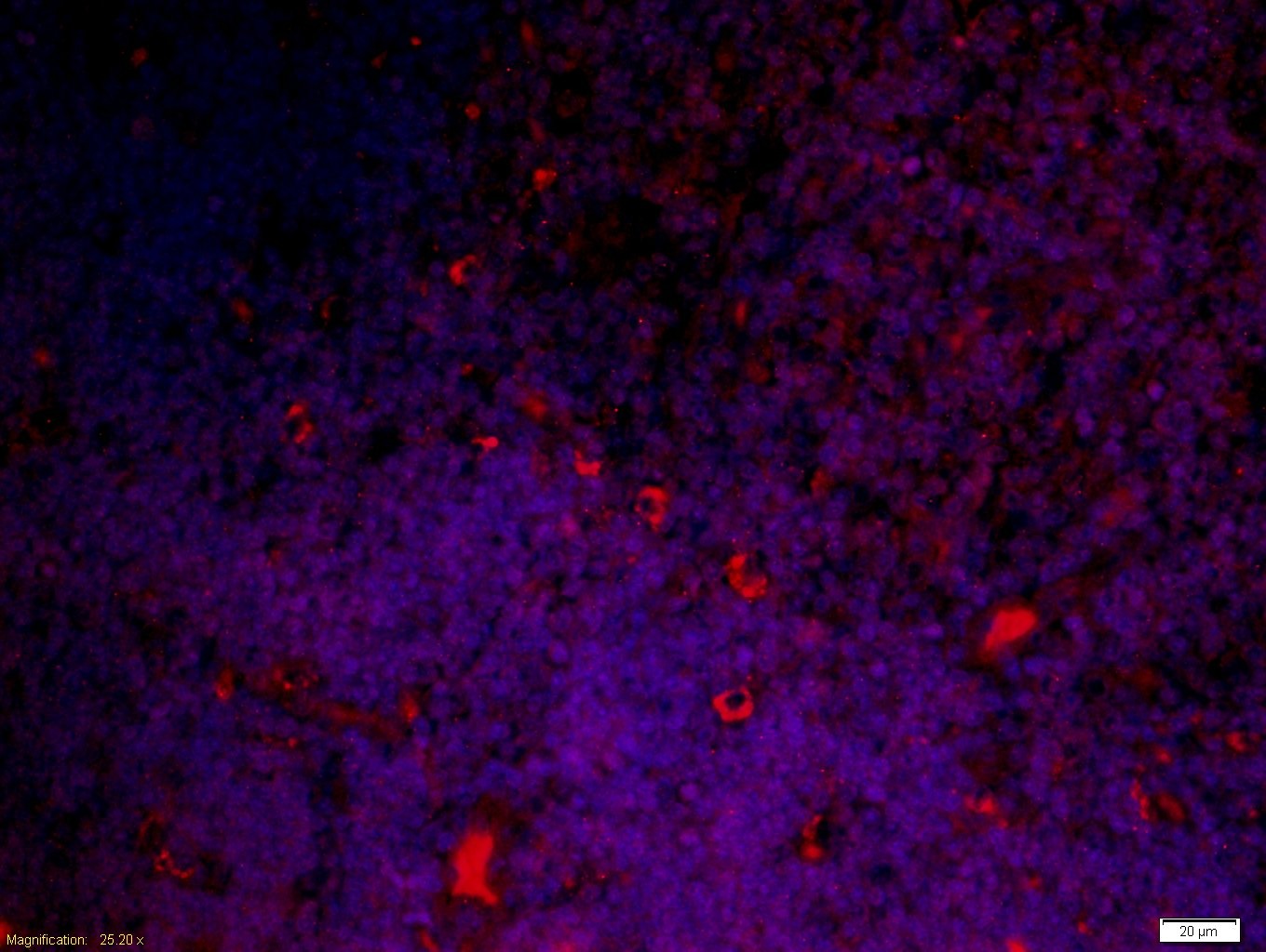Anti-LY6A Polyclonal Antibody