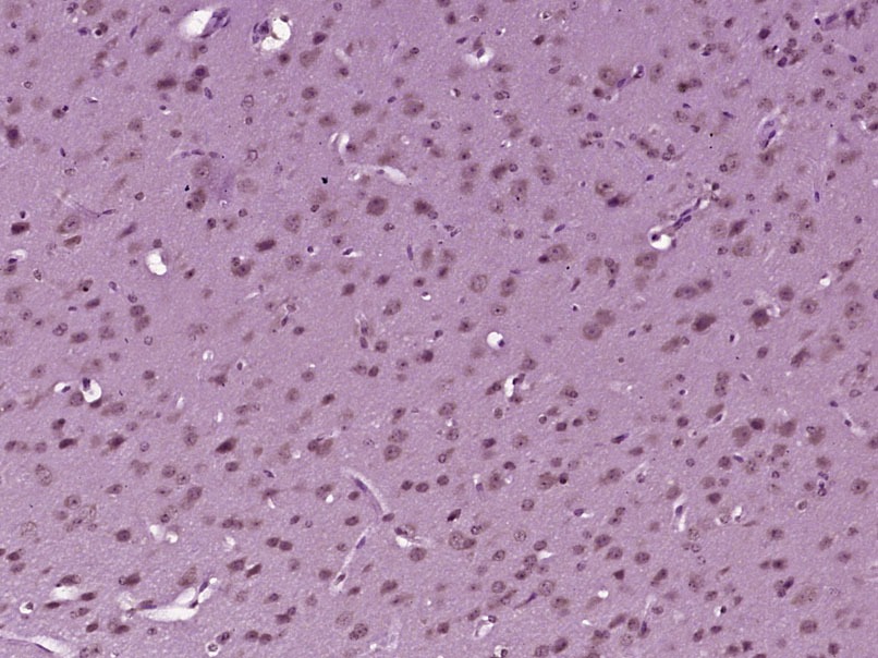 Anti-MDM2 Polyclonal Antibody