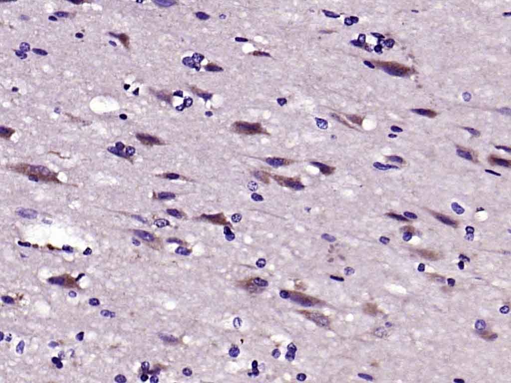 Anti-LRP1 Polyclonal Antibody