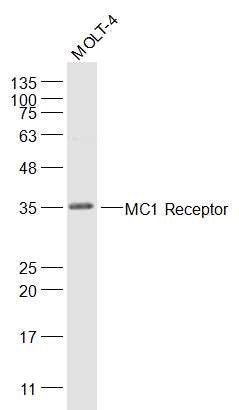Anti-MC1R Polyclonal Antibody