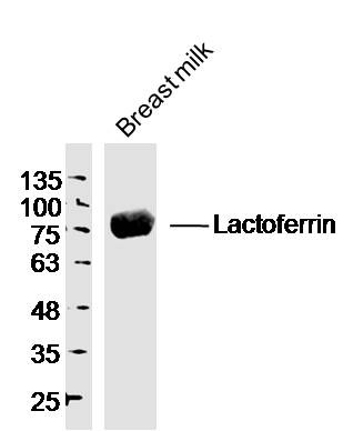 Anti-LTF/Lactoferrin Polyclonal Antibody