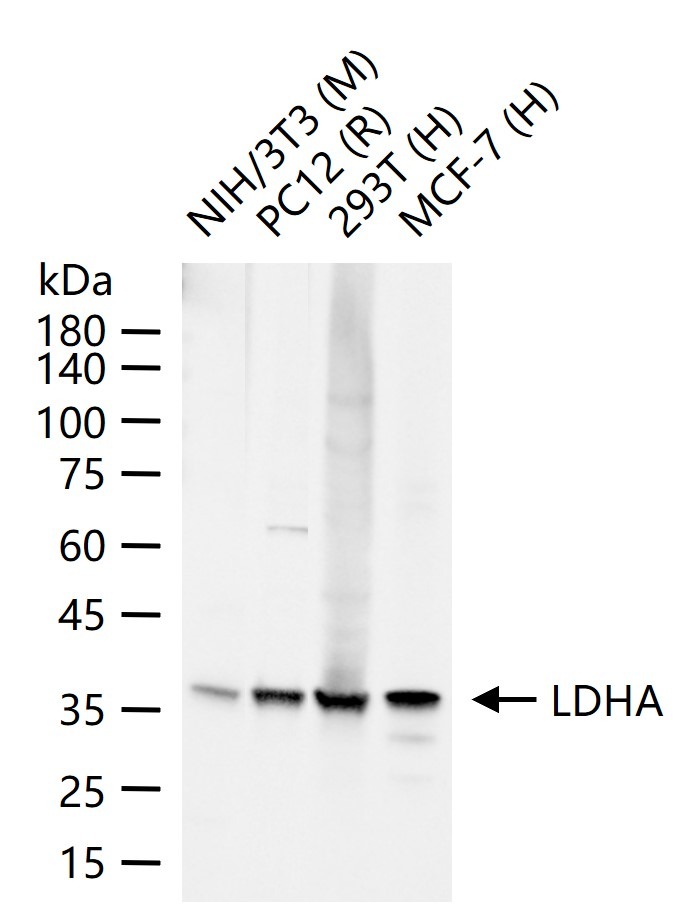 Anti-LDHA Polyclonal Antibody