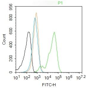 Anti-Phospho-GSK3B (Ser9) Polyclonal Antibody