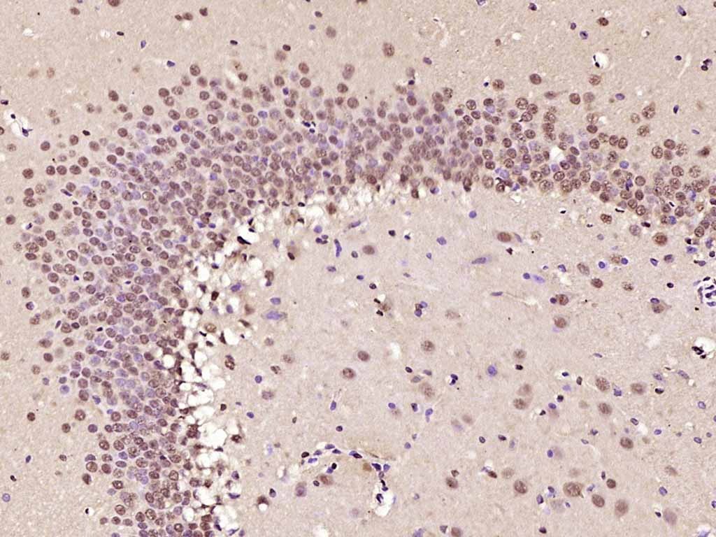 Anti-Phospho-AMPK alpha 1 (Thr183) Polyclonal Antibody