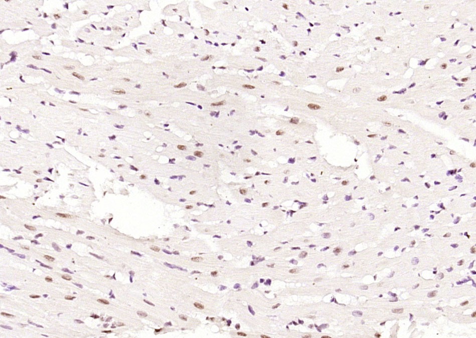 Anti-Phospho-AMPK alpha 1 (Thr183) Polyclonal Antibody