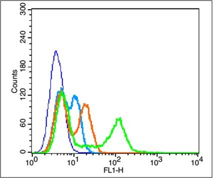 Anti-Phospho-AKT1/AKT2/AKT3 (Tyr315, 316, 312) Polyclonal Antibody