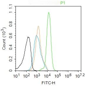 Anti-Phospho-IkB alpha/NFKBIA (Ser32) Antibody (7N349)