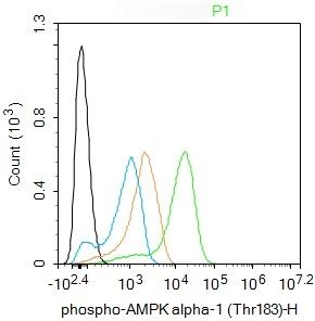 Anti-Phospho-AMPK alpha 1 (Thr183) Polyclonal Antibody