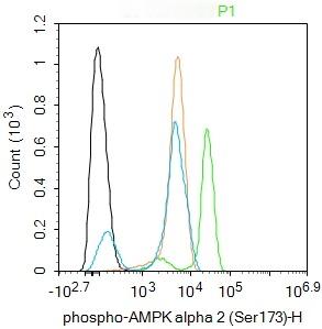Anti-Phospho-AMPK alpha 2 (Ser173) Polyclonal Antibody