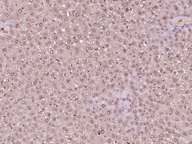 Anti-Phospho-AMPK alpha 1 (Ser356) Polyclonal Antibody