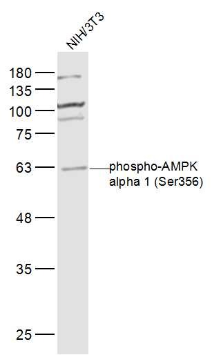 Anti-Phospho-AMPK alpha 1 (Ser356) Polyclonal Antibody