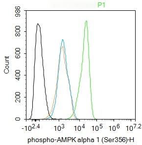 Anti-Phospho-AMPK alpha 1 (Ser356) Polyclonal Antibody