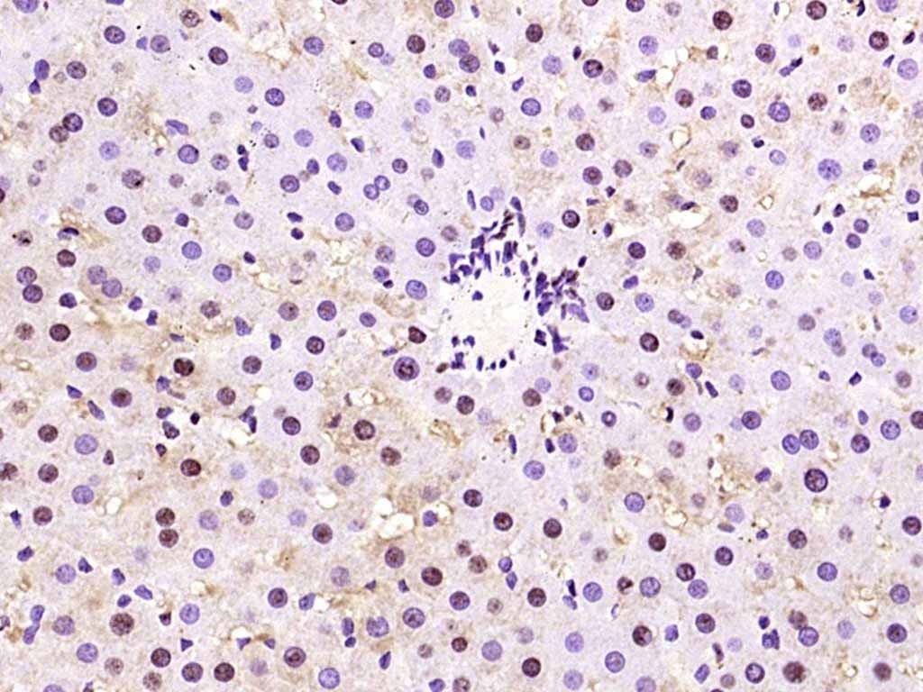 Anti-Phospho-AMPK alpha 1 (Thr183) Polyclonal Antibody