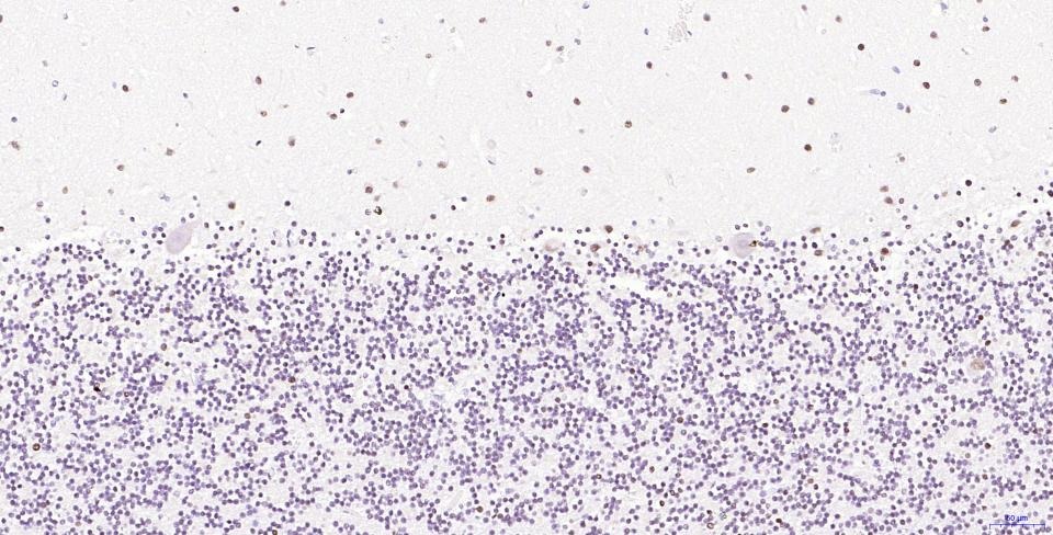 Anti-Phospho-H2AFX (Ser139) Antibody (2T270)
