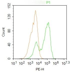 Anti-Phospho-AMPK alpha 2 (Ser173) Polyclonal Antibody