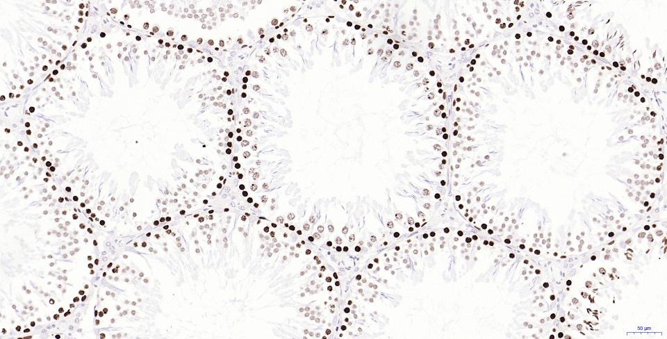 Anti-Phospho-H2AFX (Ser139) Antibody (2T270)