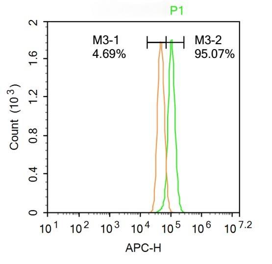 Anti-Phospho-HMGCR (Ser872) Polyclonal Antibody