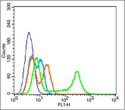 Anti-Phospho-AKT1 (Thr34) Polyclonal Antibody