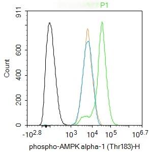 Anti-Phospho-AMPK alpha 1 (Thr183) Polyclonal Antibody