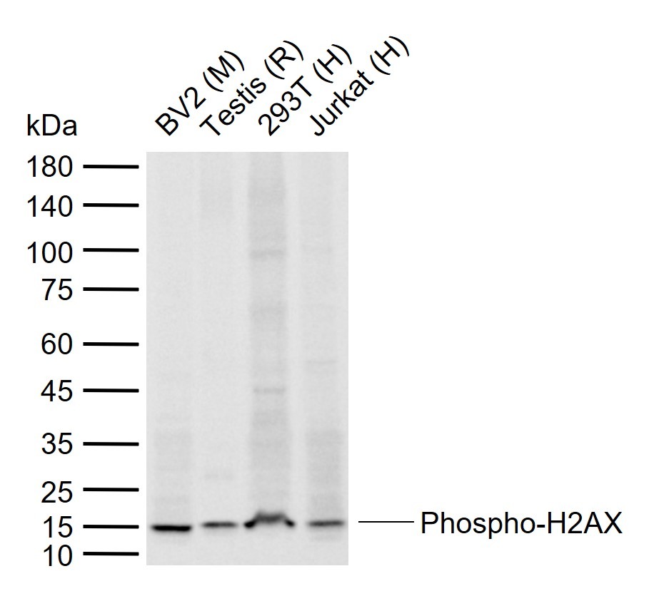 Anti-Phospho-H2AFX (Ser139) Polyclonal Antibody