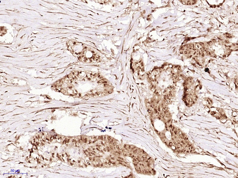 Anti-Phospho-AMPK alpha 1 (Ser356) Polyclonal Antibody