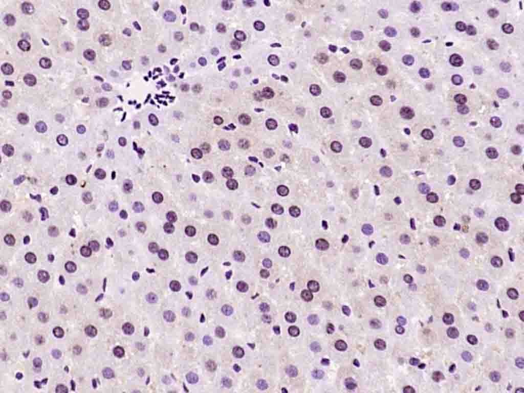 Anti-Phospho-AMPK alpha 1 (Thr183) Polyclonal Antibody